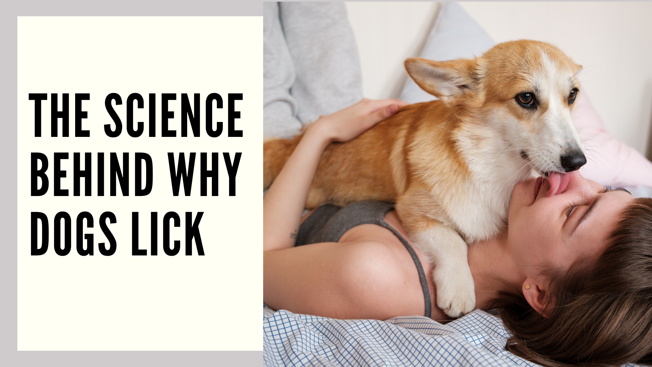 The Science Behind Why Dogs Lick