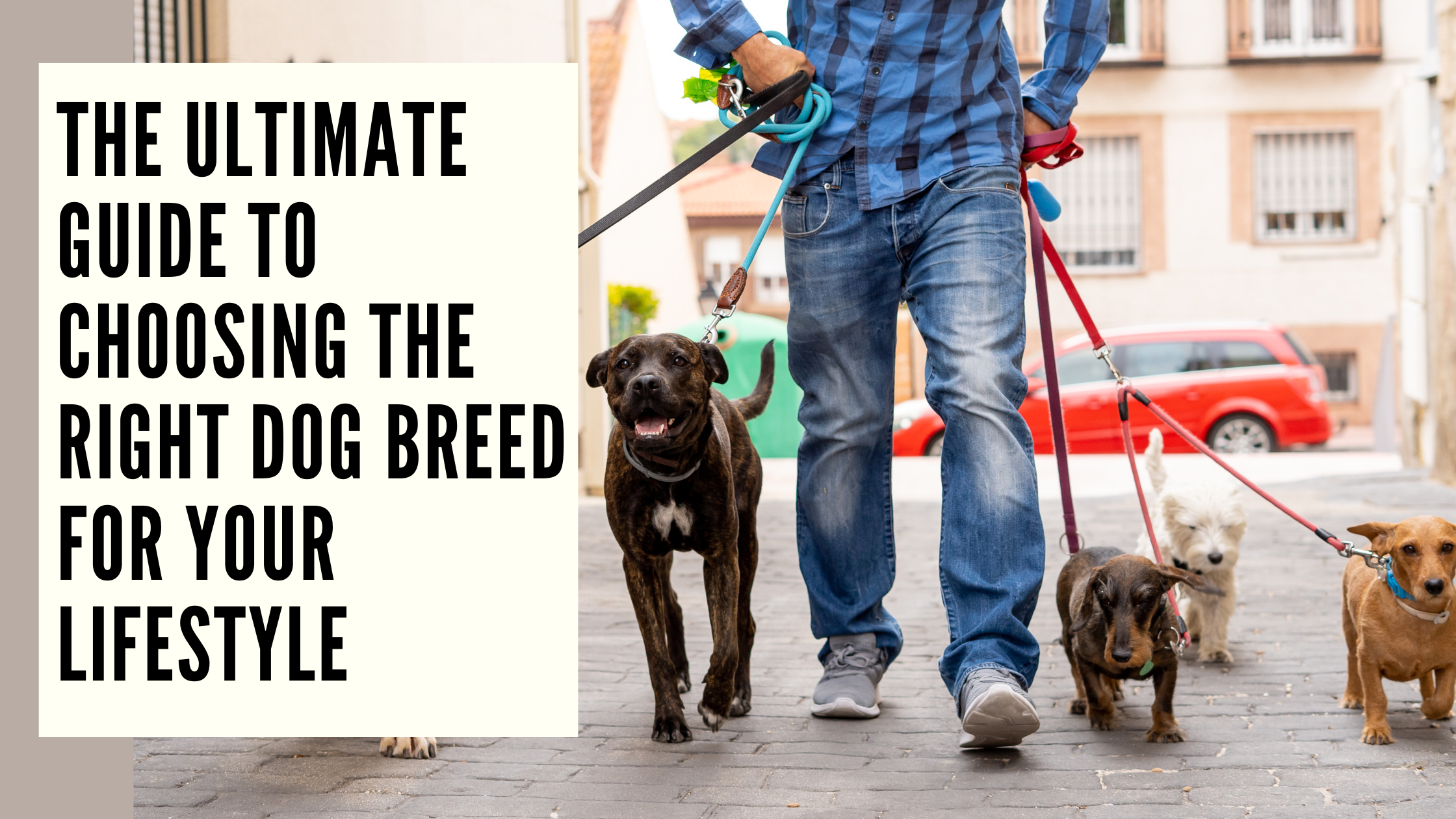 The Ultimate Guide to Choosing the Right Dog Breed for Your Lifestyle