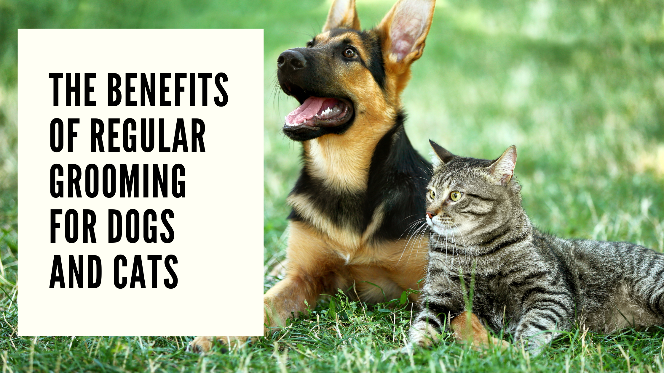 The Benefits of Regular Grooming for Dogs and Cats