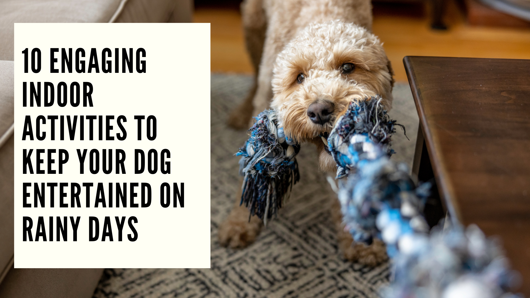 10 Engaging Indoor Activities to Keep Your Dog Entertained on Rainy Days