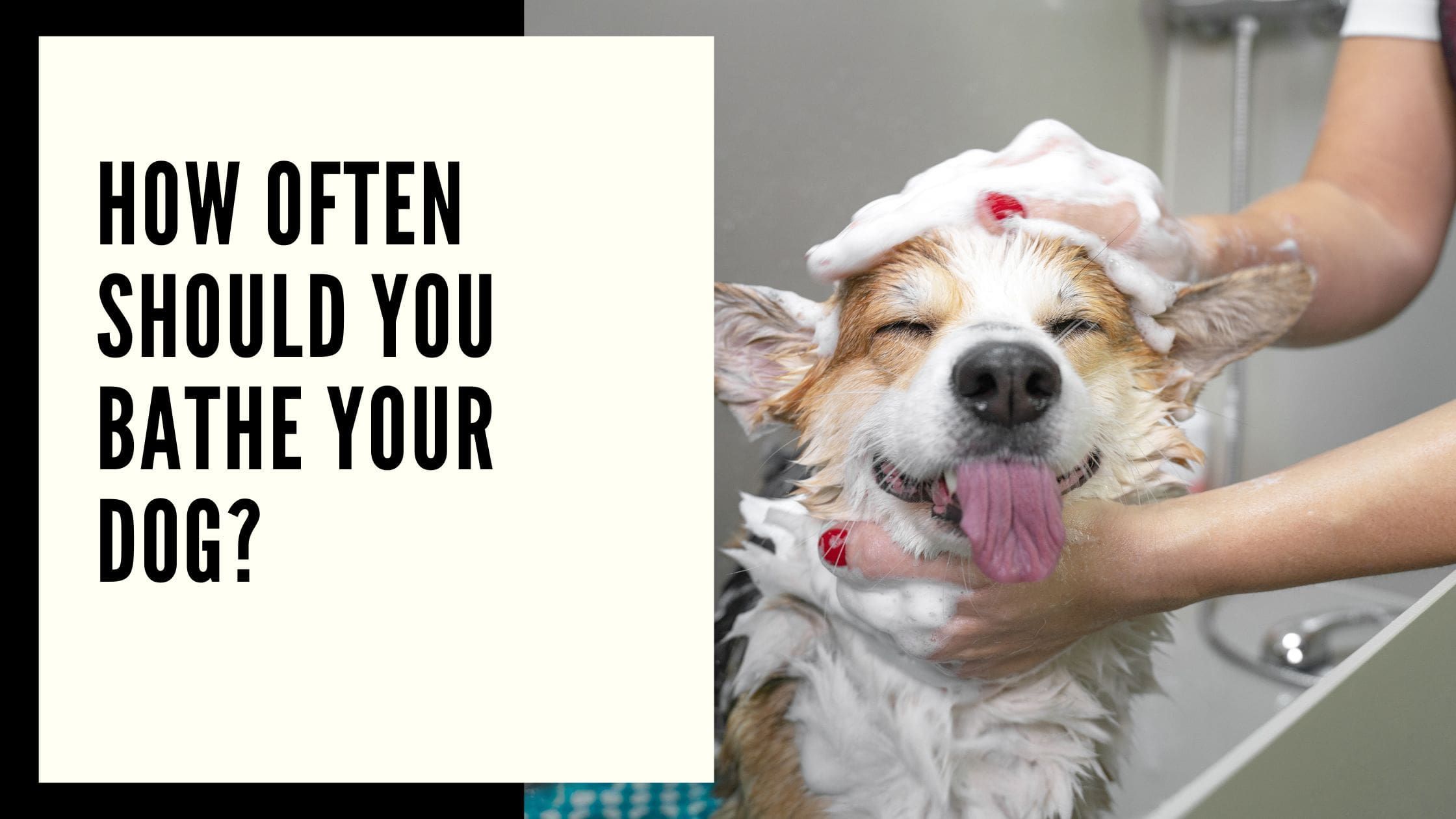 How Often Should You Bathe Your Dog