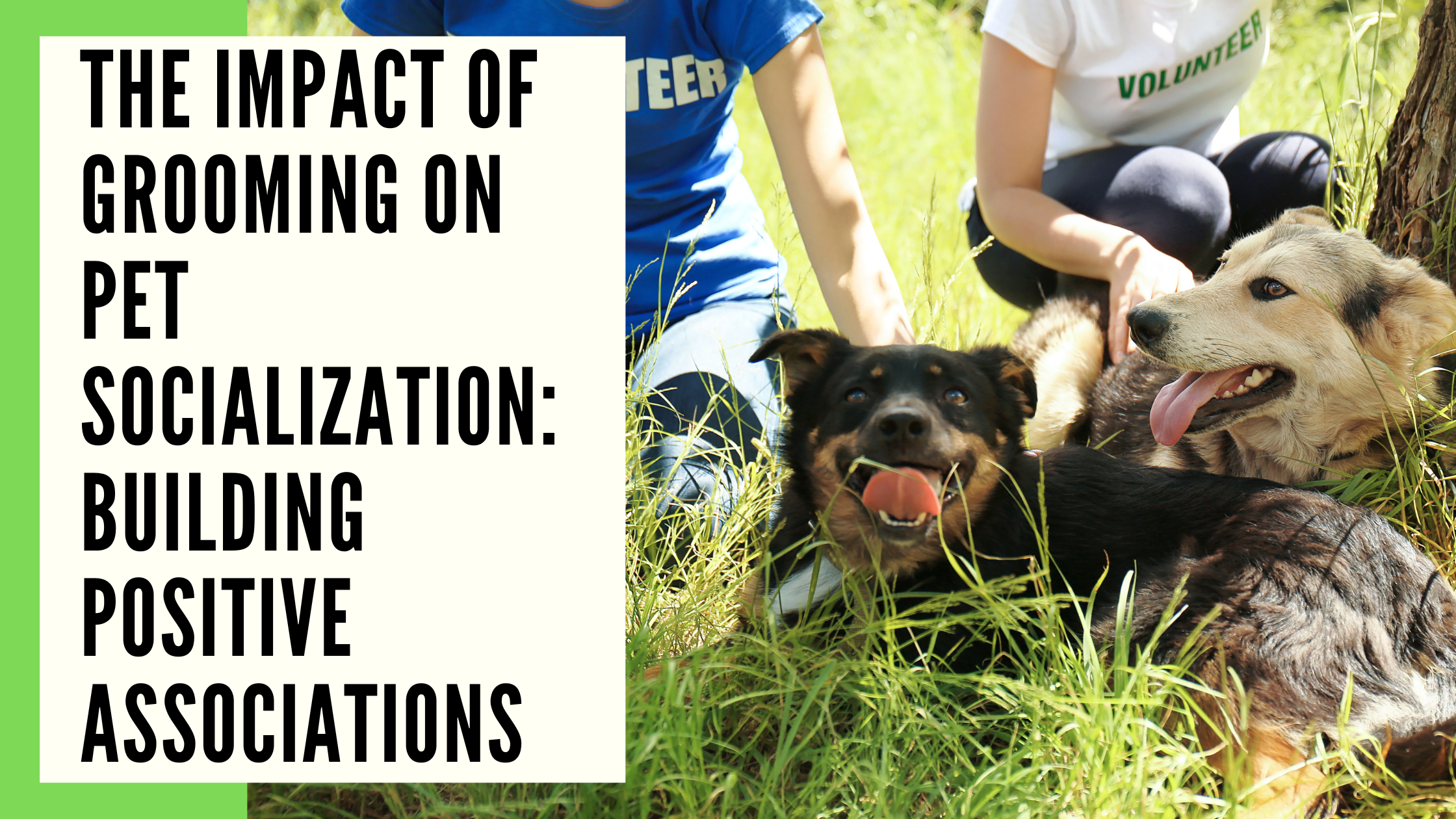 The Impact of Grooming on Pet Socialization Building Positive Associations