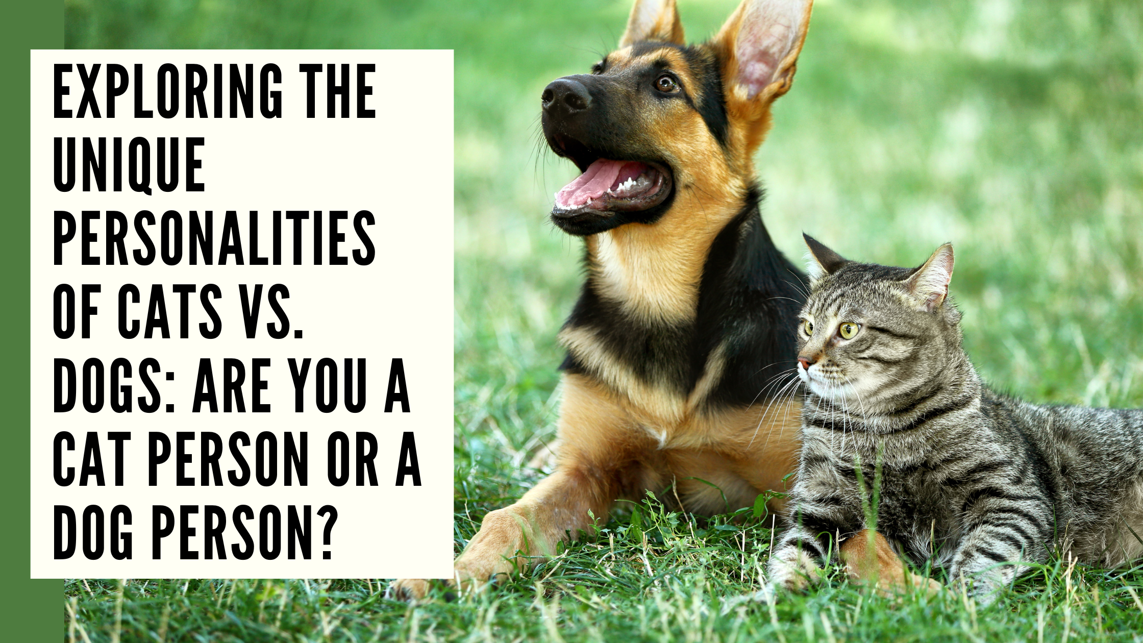 Exploring the Unique Personalities of Cats vs. Dogs Are You a Cat Person or a Dog Person