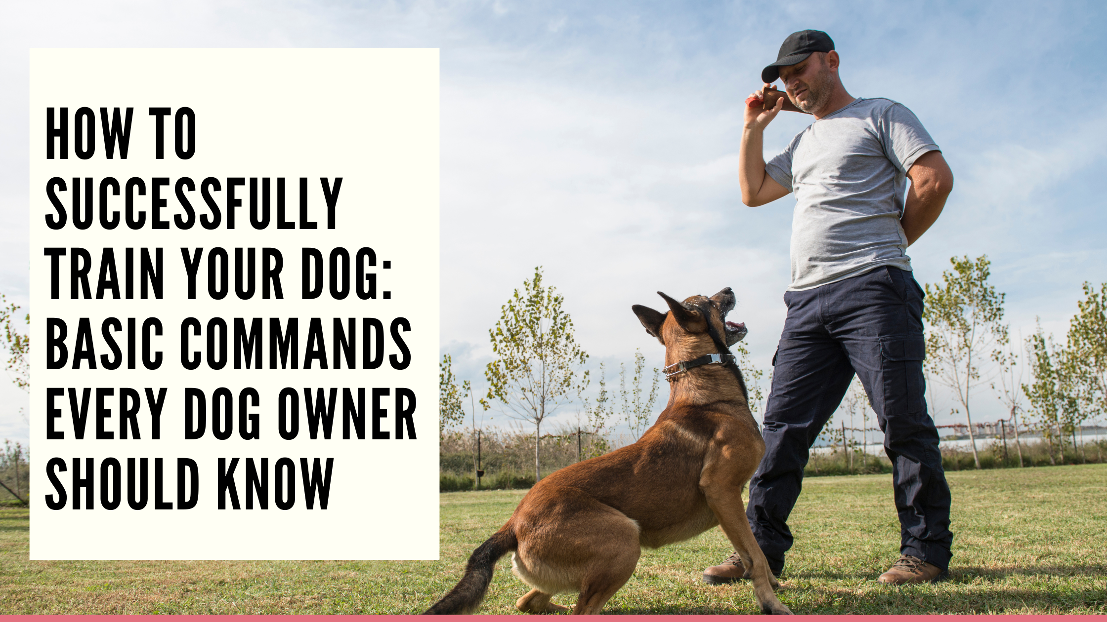 How to Successfully Train Your Dog Basic Commands Every Dog Owner Should Know