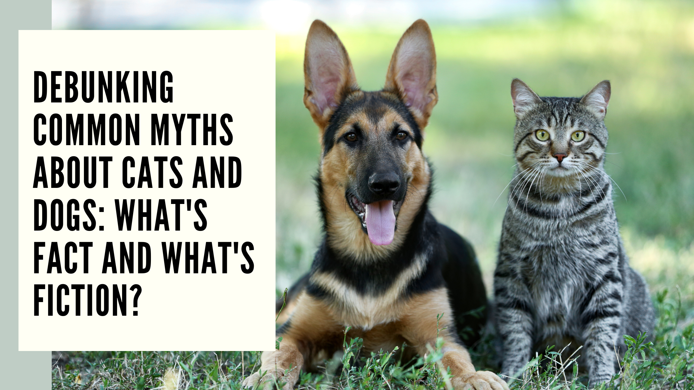 Debunking Common Myths About Cats and Dogs What's Fact and What's Fiction