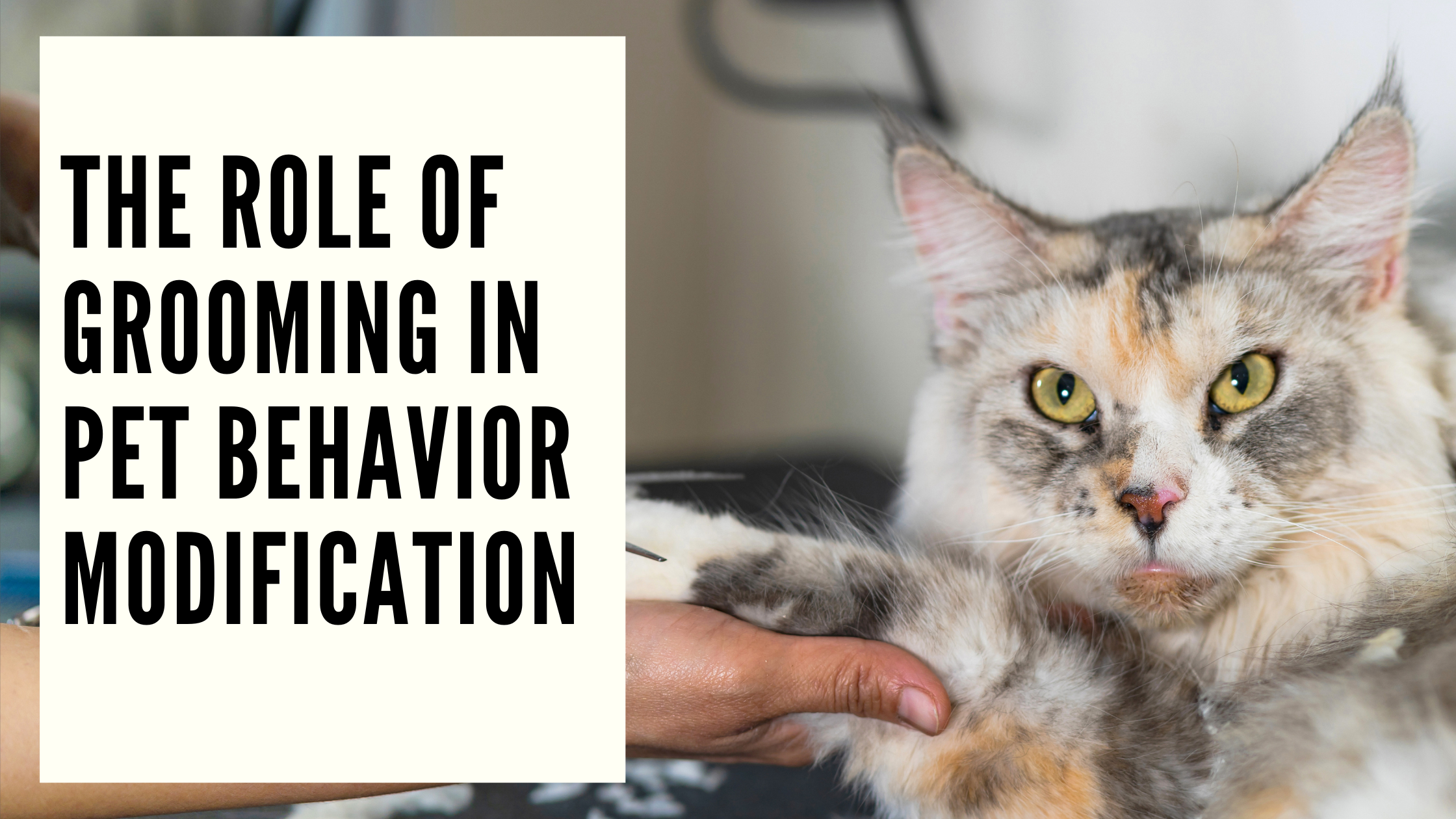 The Role of Grooming in Pet Behavior Modification