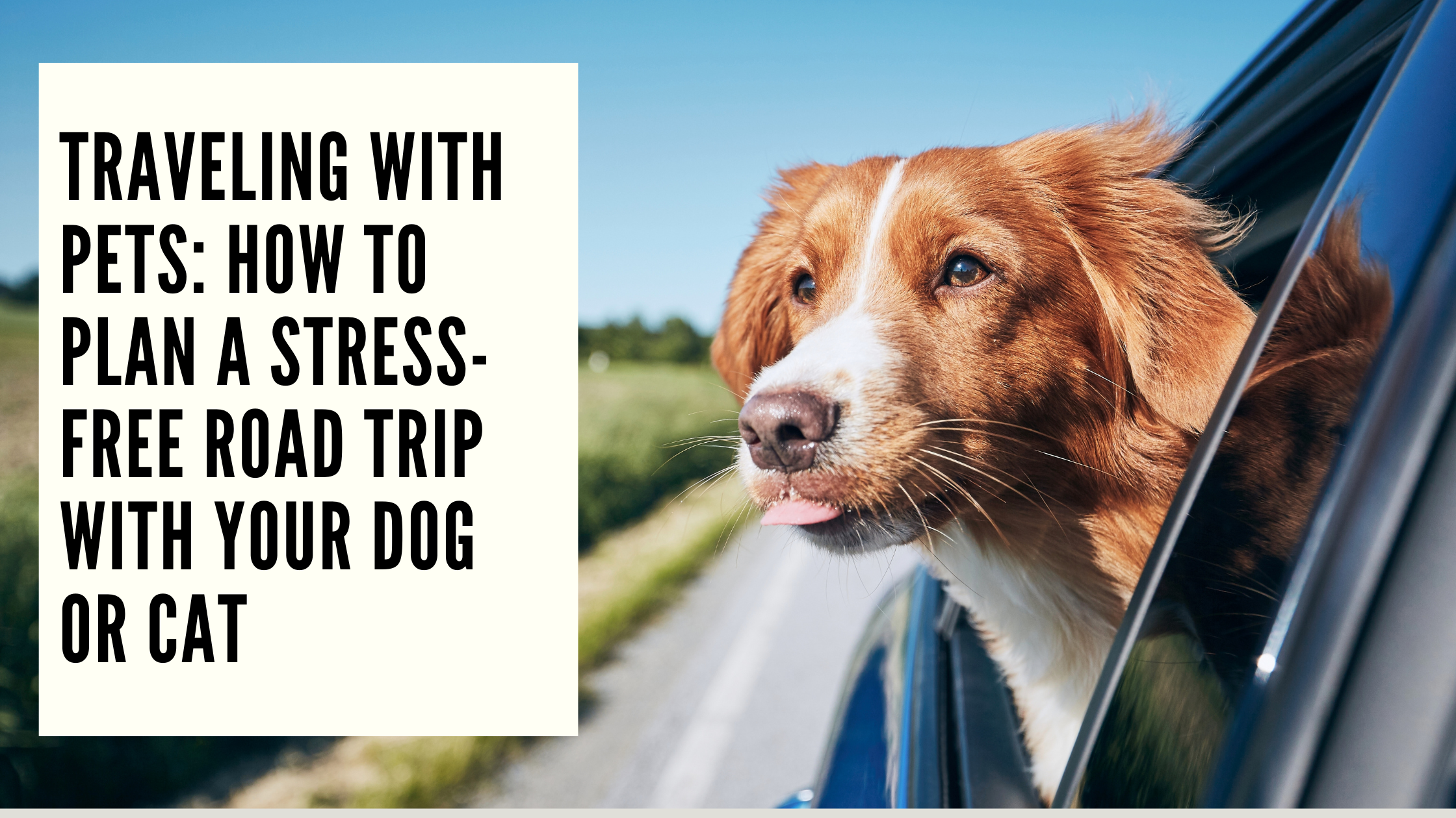 Traveling with Pets How to Plan a Stress-Free Road Trip with Your Dog or Cat