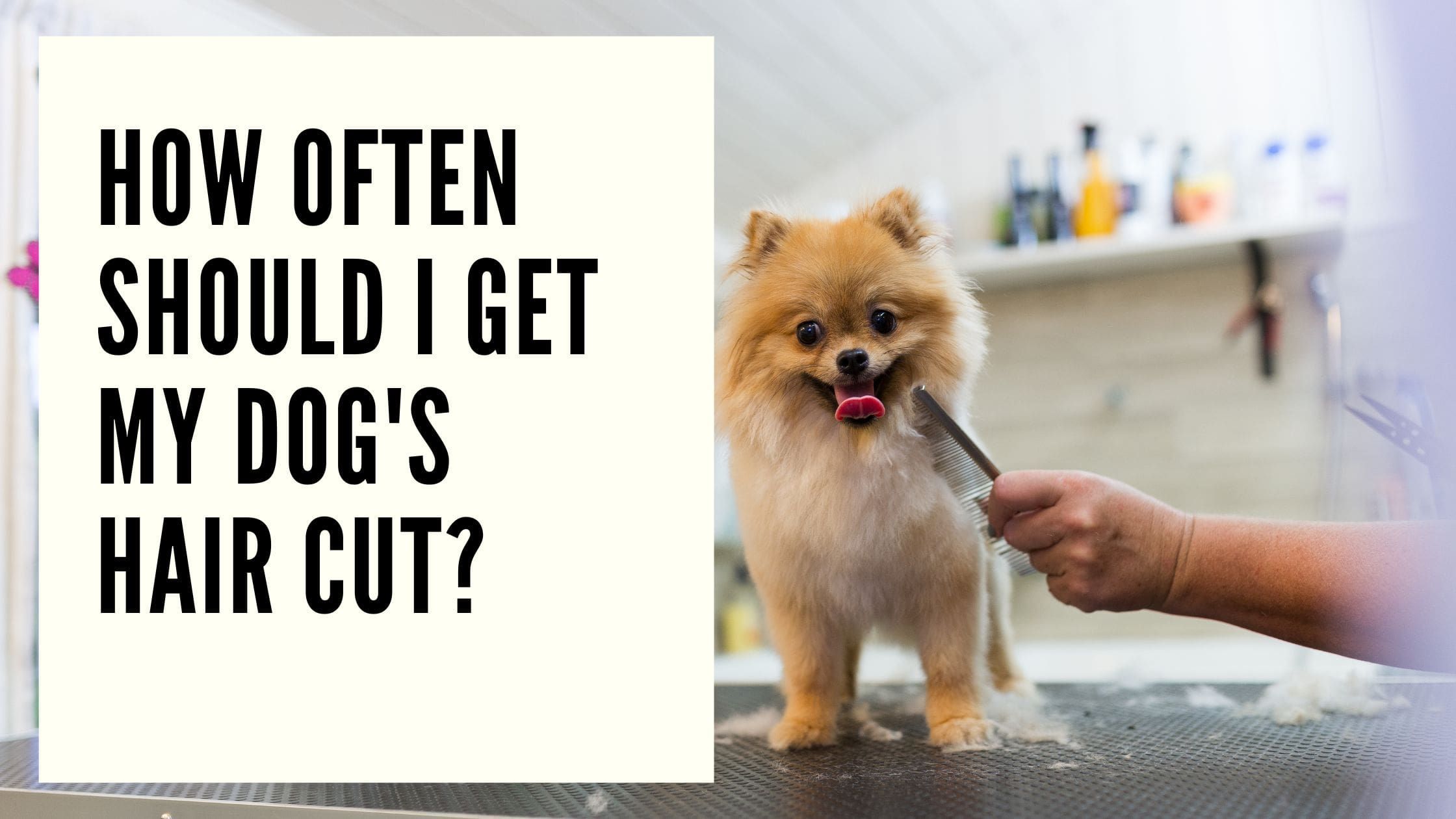 How Often Should I Get My Dog's Hair Cut