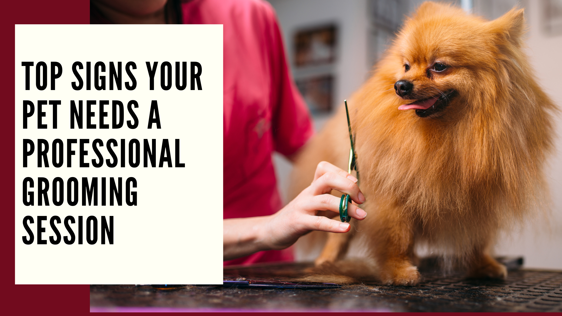 Top Signs Your Pet Needs a Professional Grooming Session