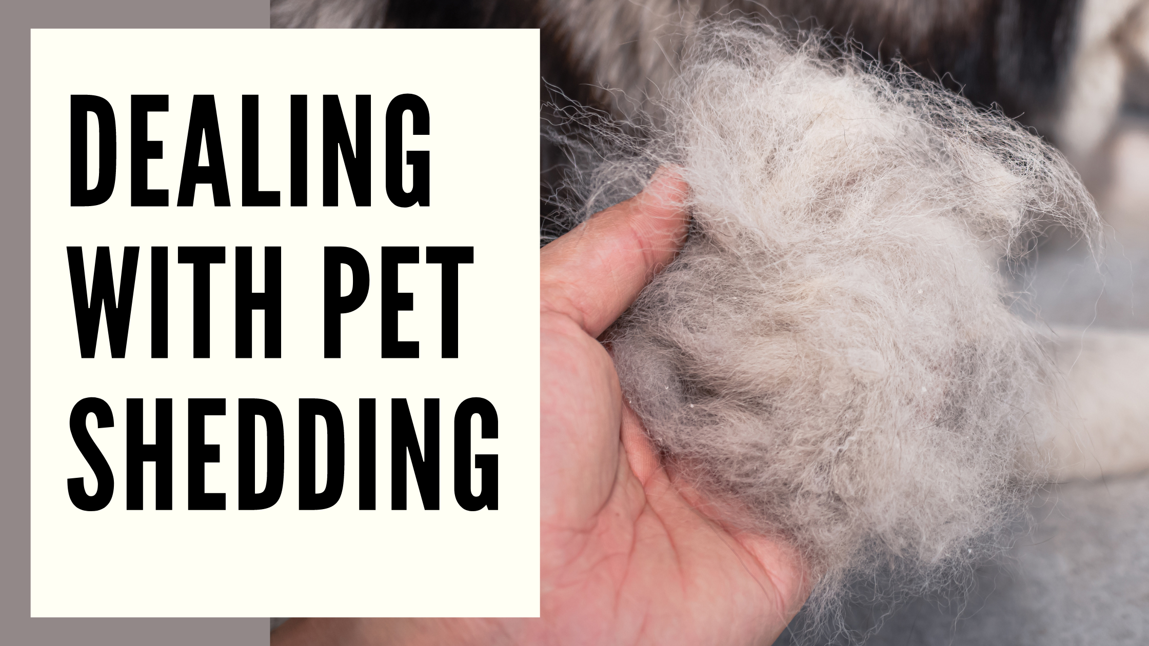Dealing with Pet Shedding