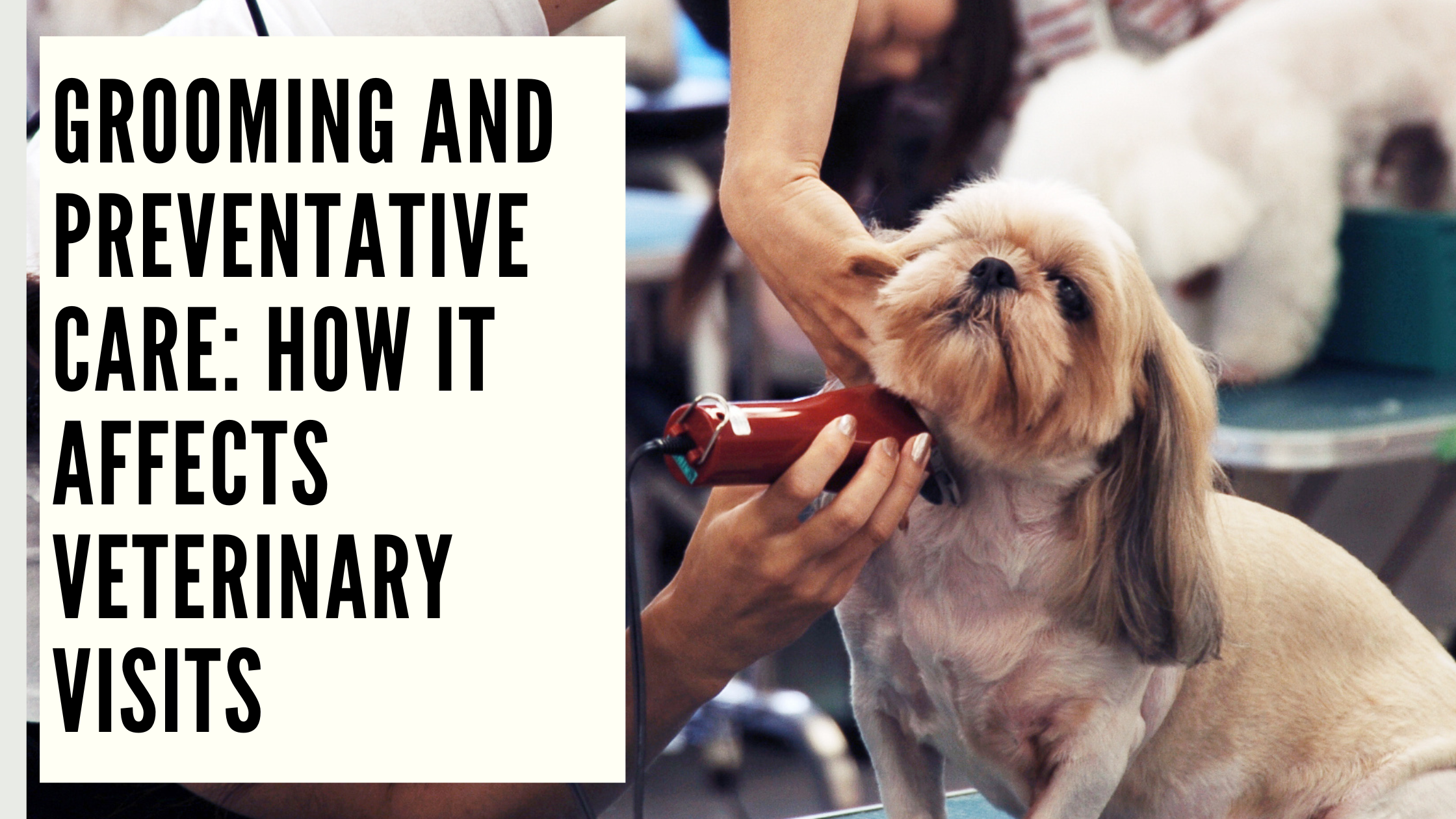 Grooming and Preventative Care How It Affects Veterinary Visits