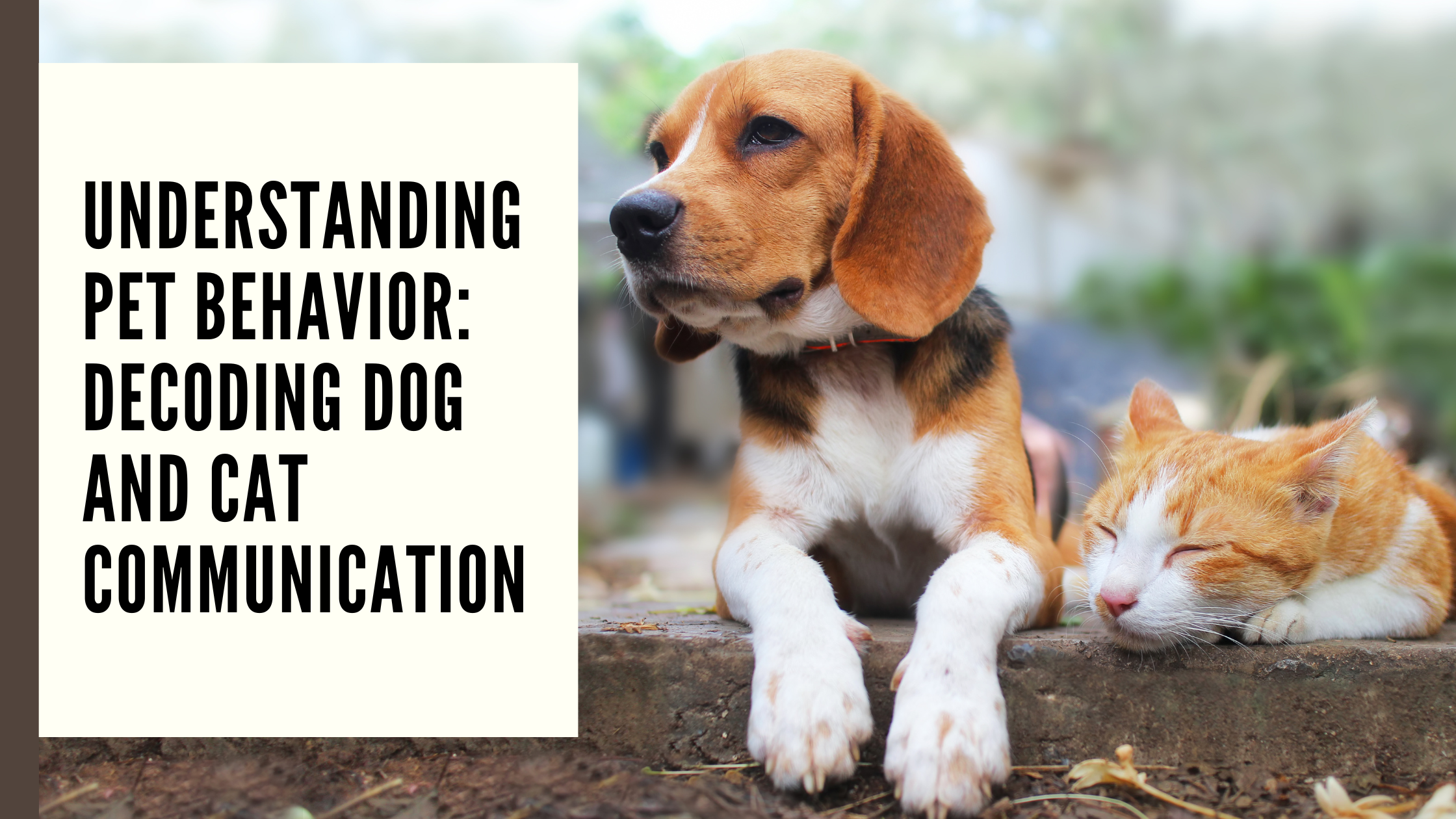 Understanding Pet Behavior Decoding Dog and Cat Communication
