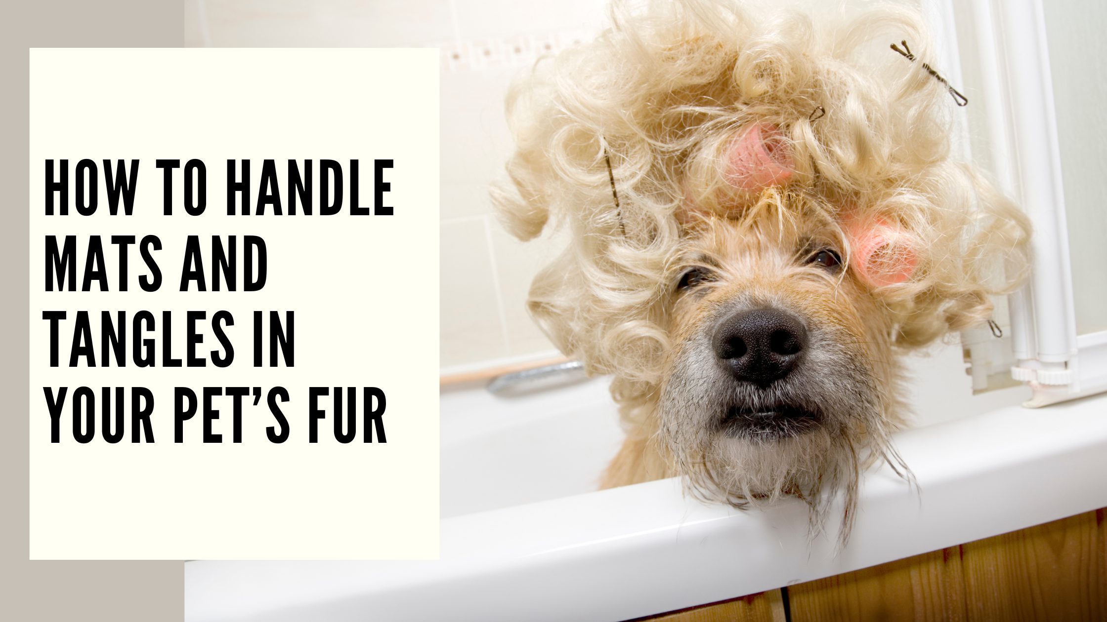 How to Handle Mats and Tangles in Your Pet’s Fur