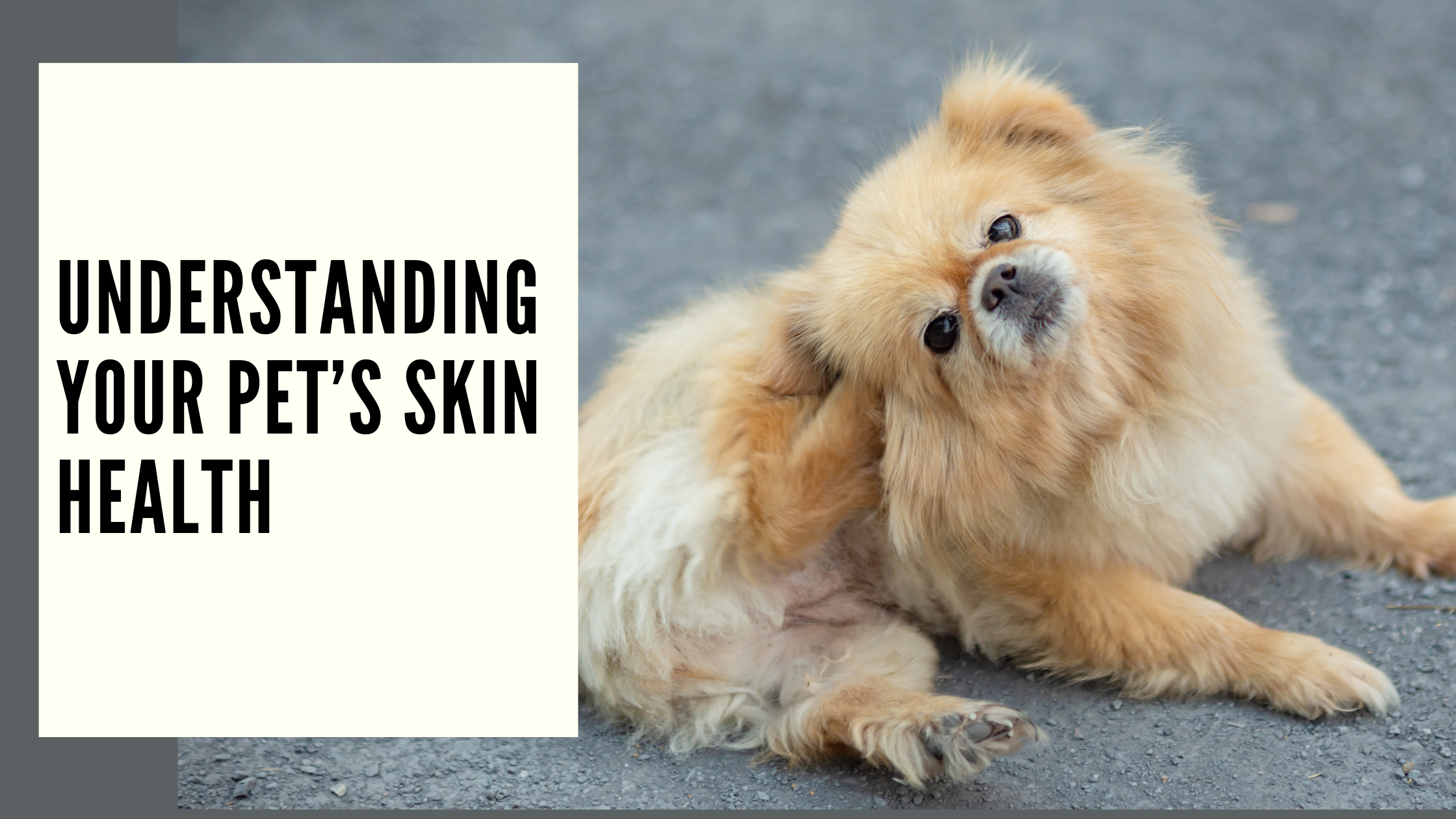 Understanding Your Pet’s Skin Health