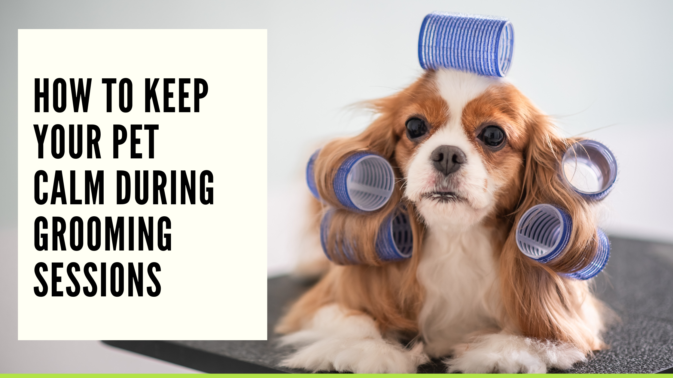 How to Keep Your Pet Calm During Grooming Sessions