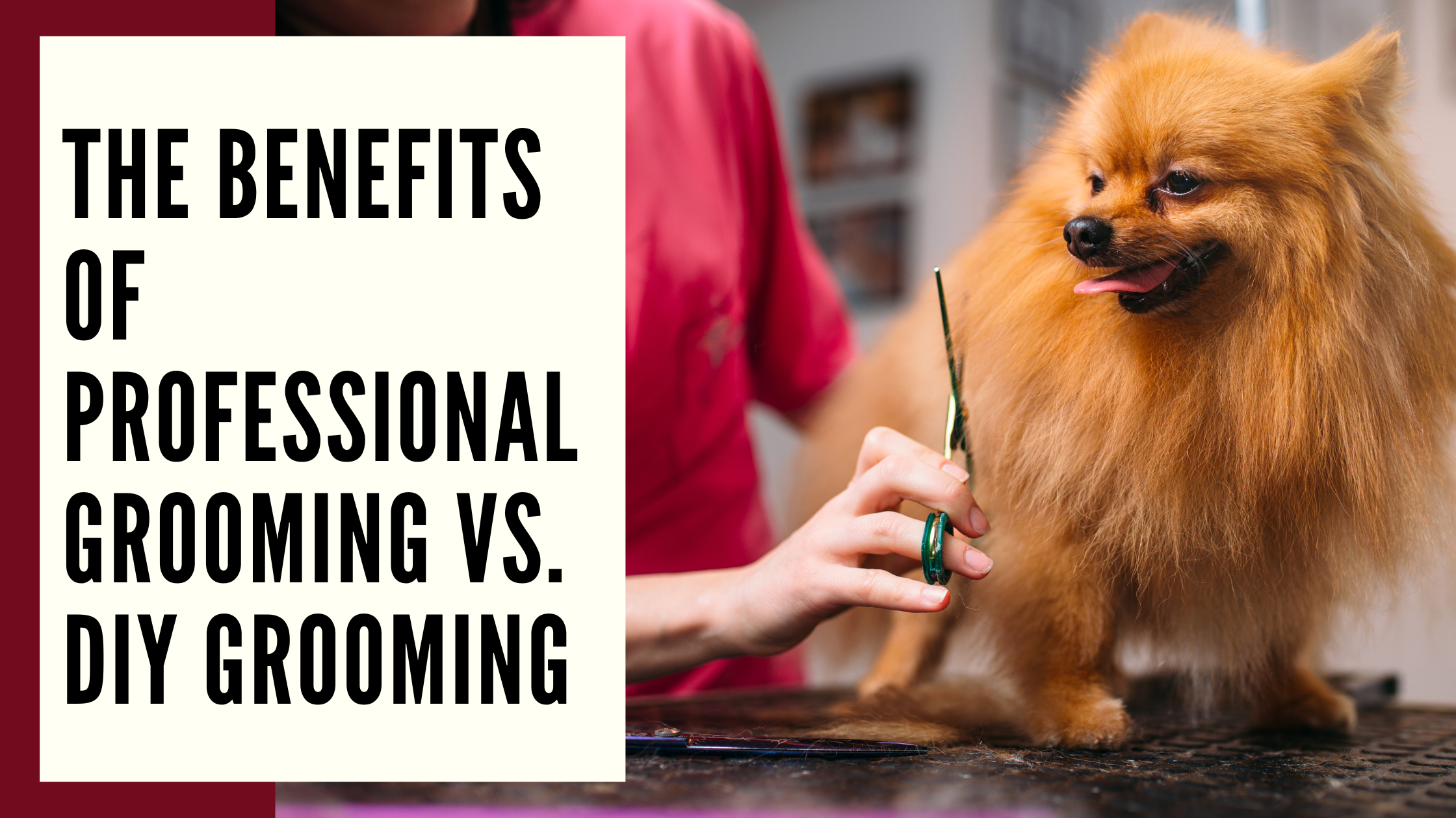 The Benefits of Professional Grooming vs. DIY Grooming