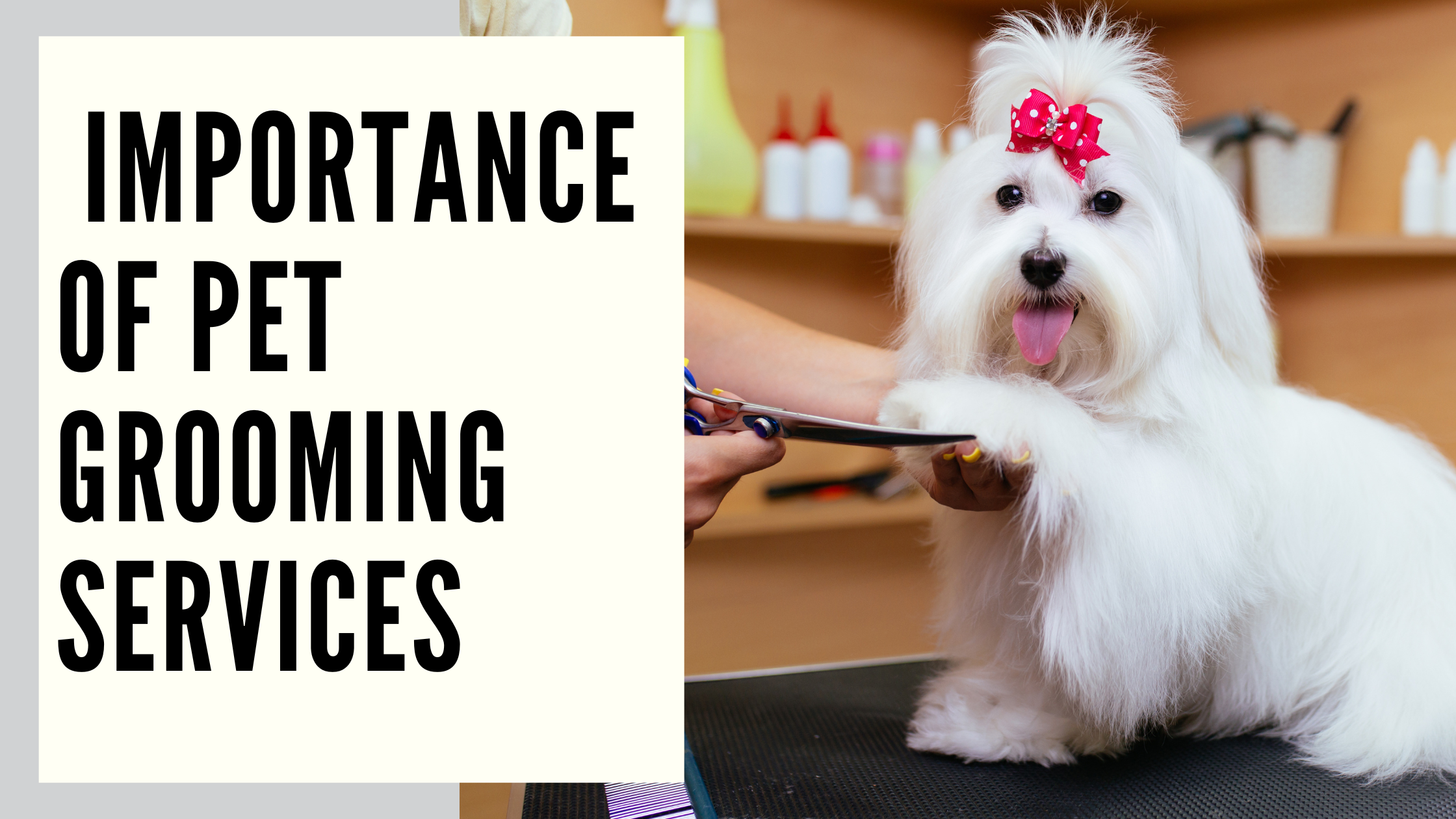 Importance of Pet Grooming Services