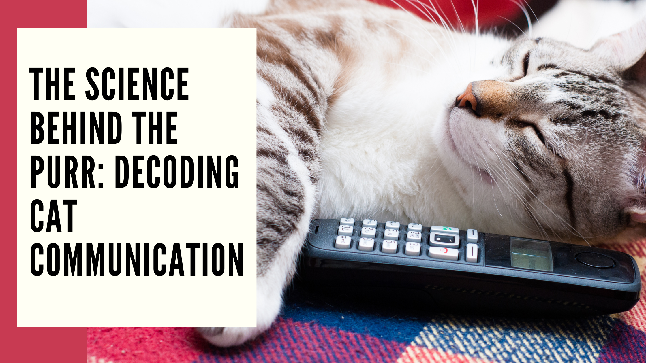 The Science Behind the Purr Decoding Cat Communication