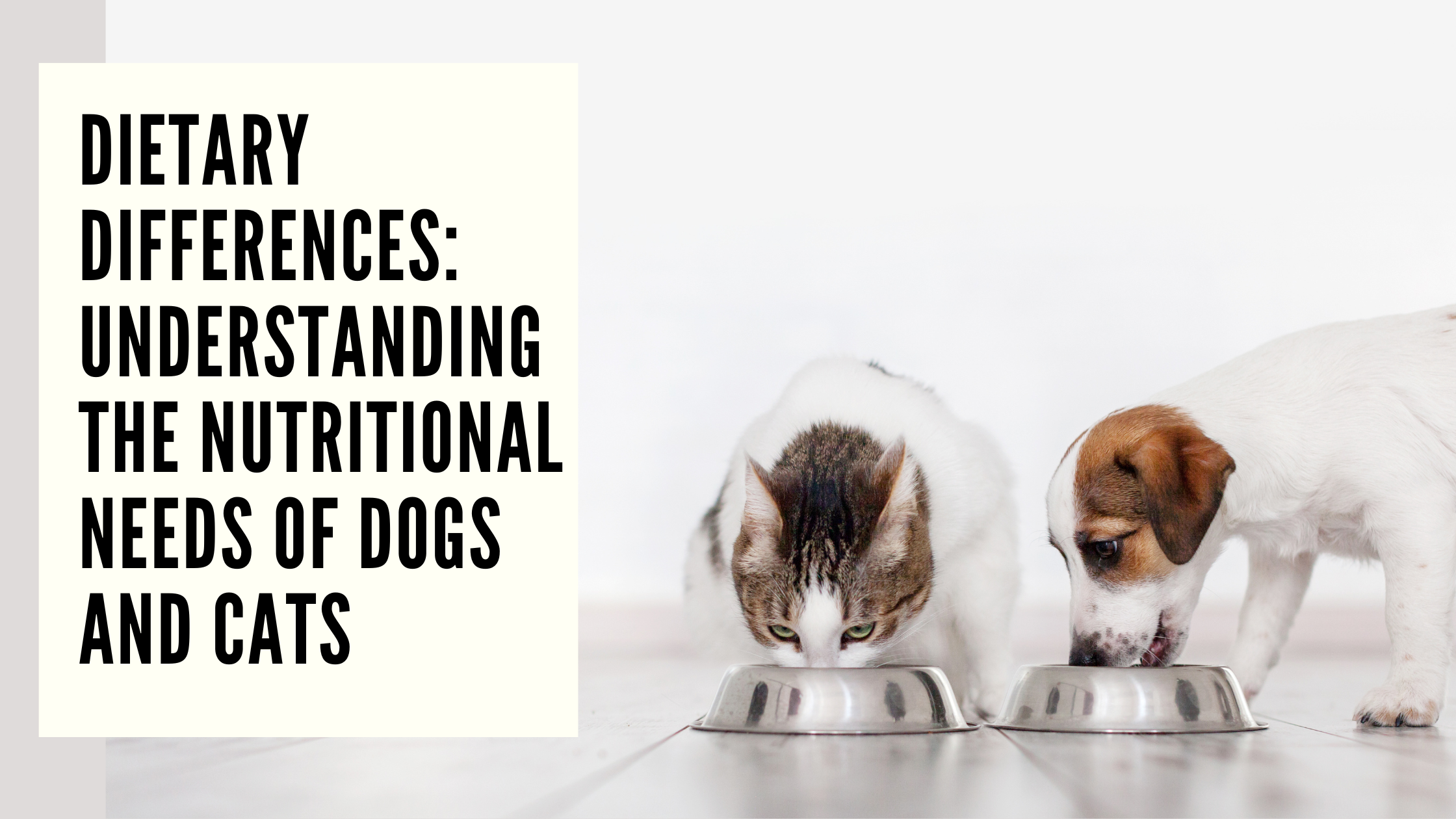 Dietary Differences Understanding the Nutritional Needs of Dogs and Cats