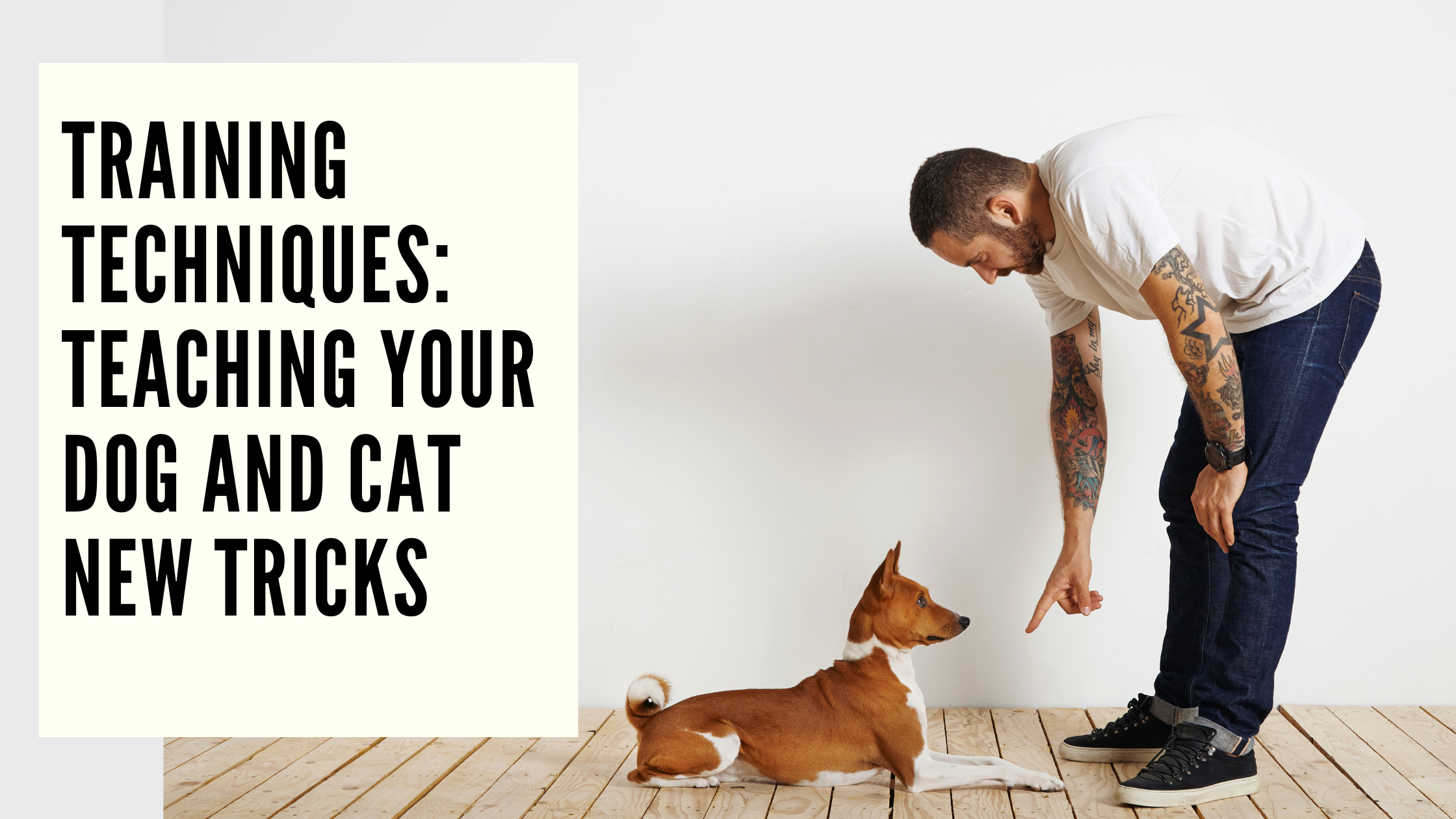 Training Techniques Teaching Your Dog and Cat New Tricks