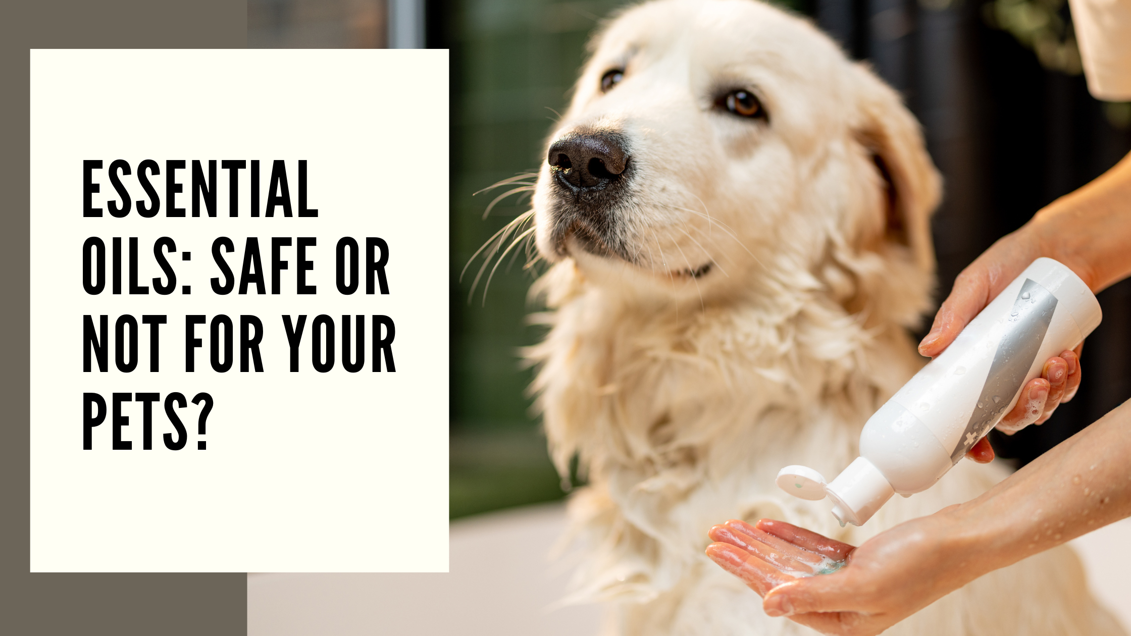 Essential Oils Safe or Not for Your Pets