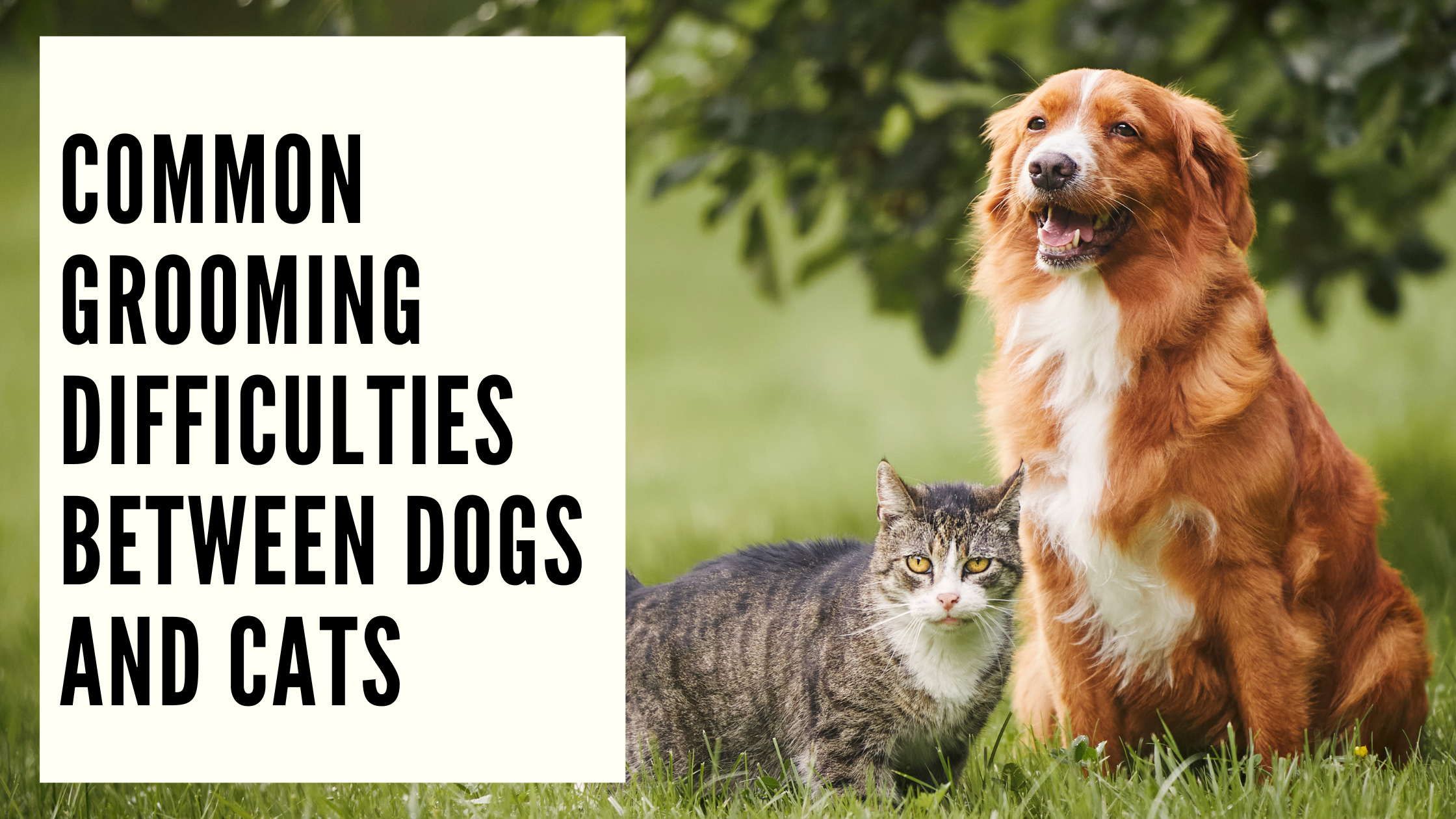 Common Grooming Difficulties Between Dogs and Cats