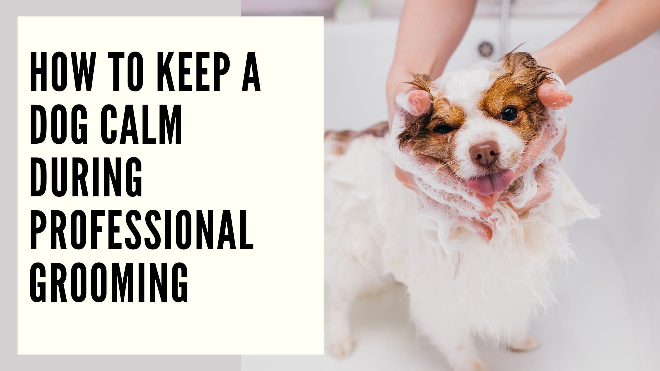 How to Keep a Dog Calm During Professional Grooming