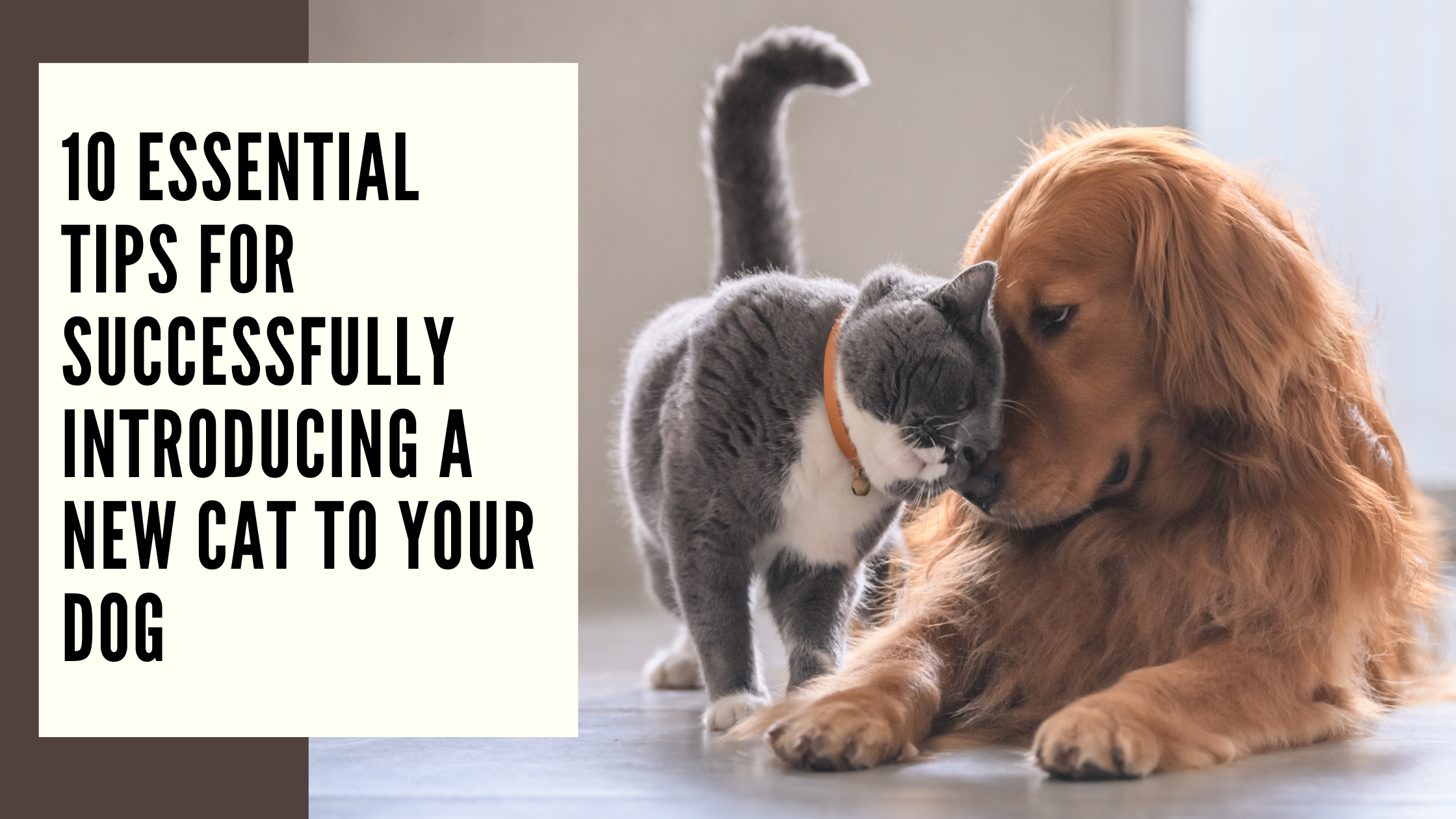 10 Essential Tips for Successfully Introducing a New Cat to Your Dog