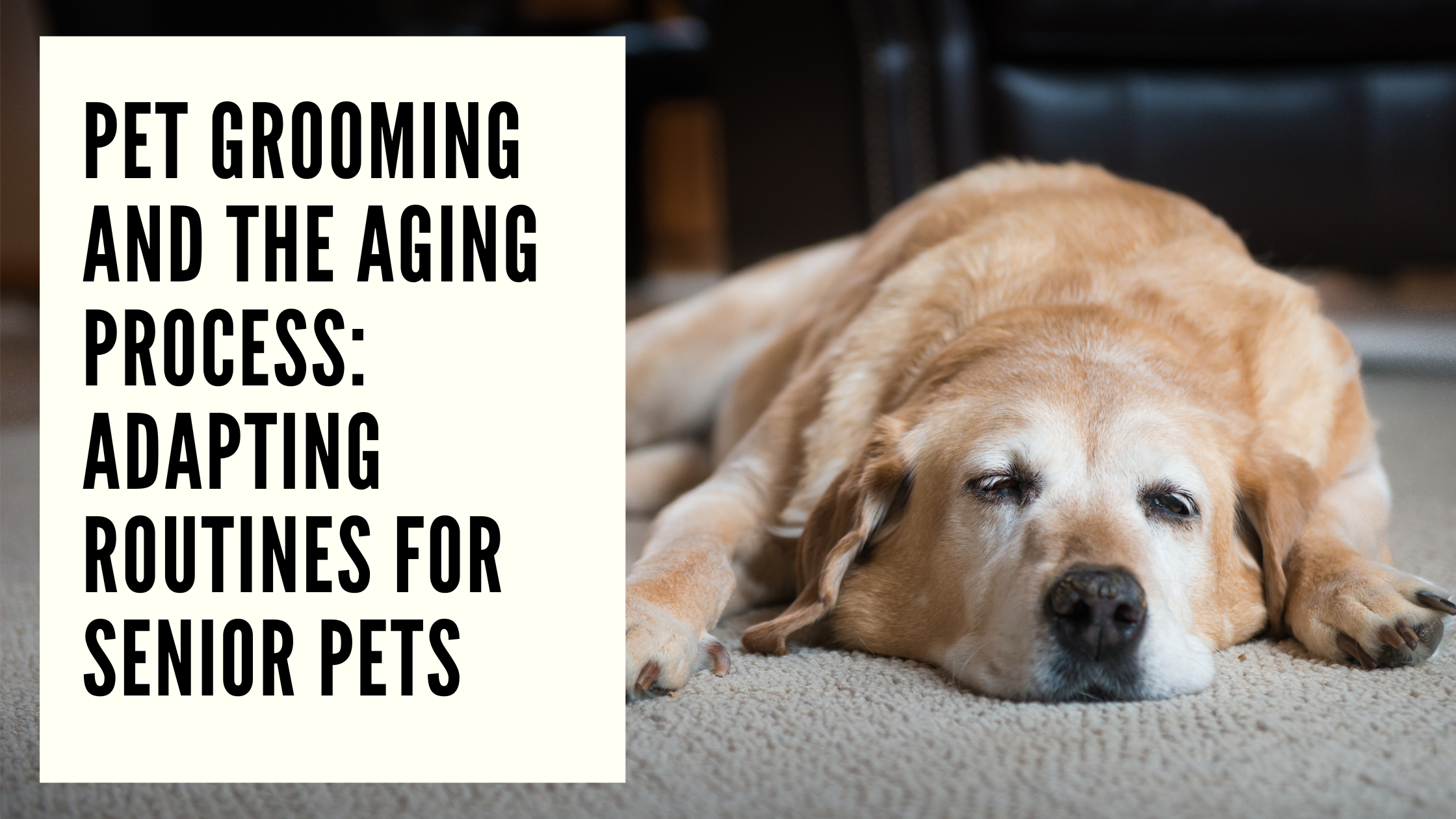 Pet Grooming and the Aging Process Adapting Routines for Senior Pets