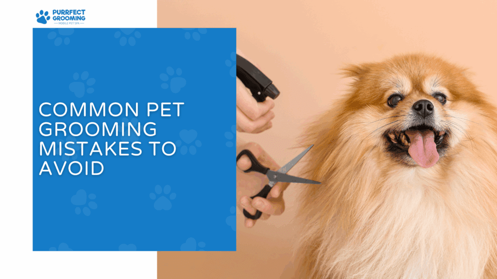 15+ Common Pet Grooming Mistakes to Avoid