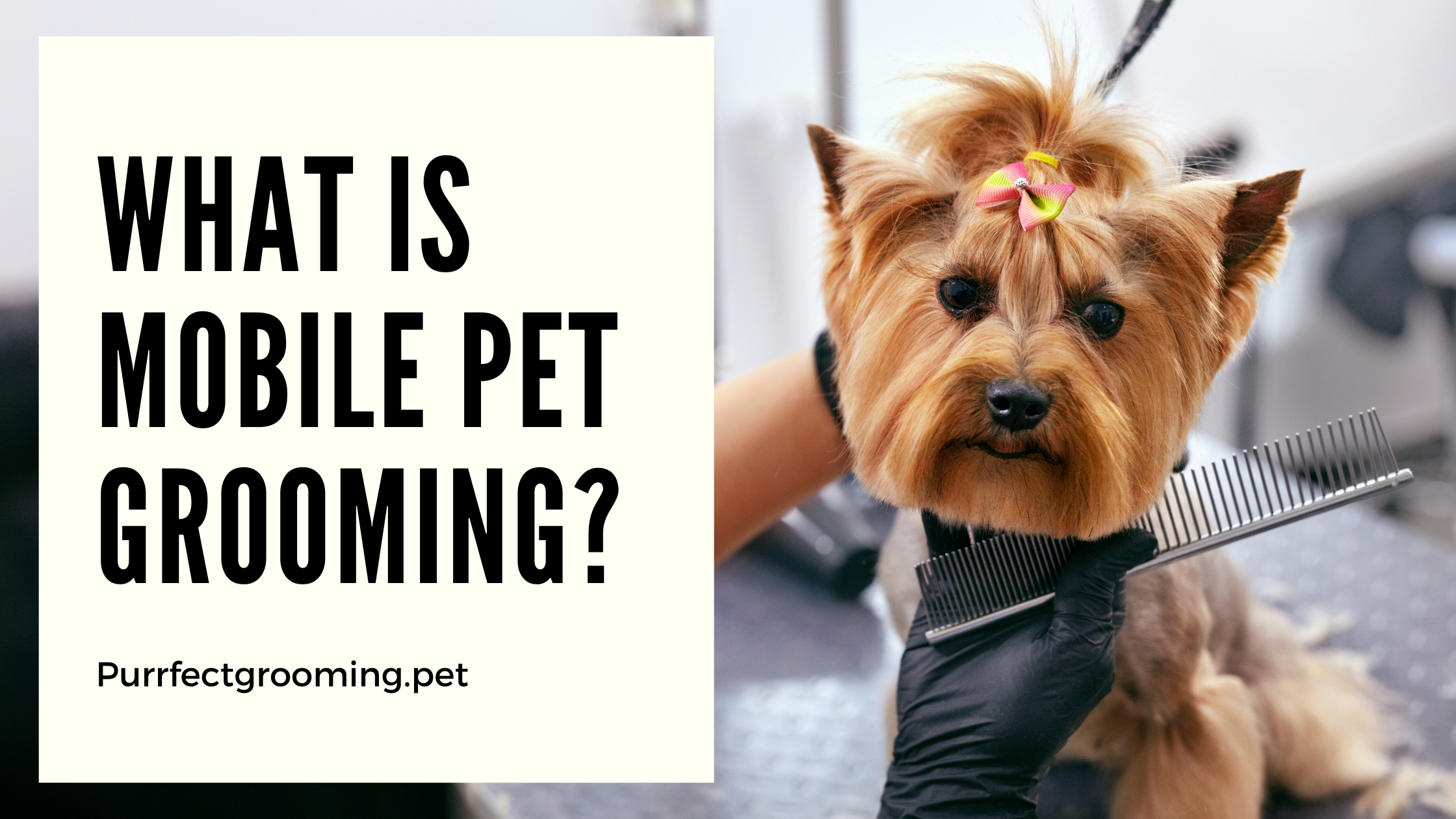 What is Mobile Pet Grooming? All You Need to Know