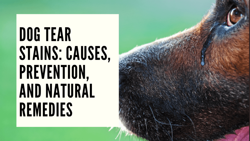 Natural remedies for tear stains in dogs best sale