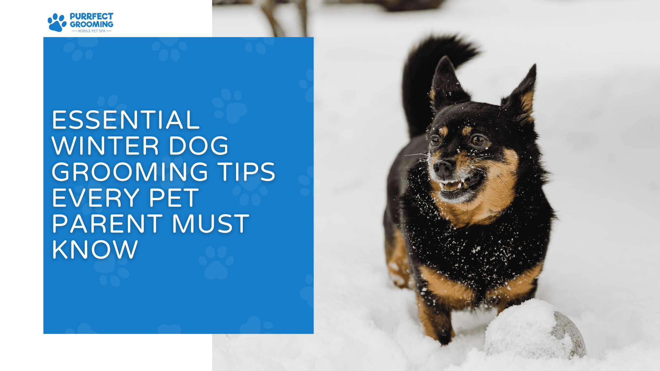 Image showcasing Essential Winter Dog Grooming Tips Every Pet Parent Must Know