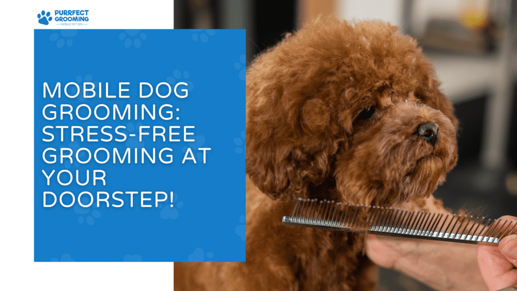 Picture of Mobile Dog Grooming: Stress-Free Grooming at Your Doorstep!
