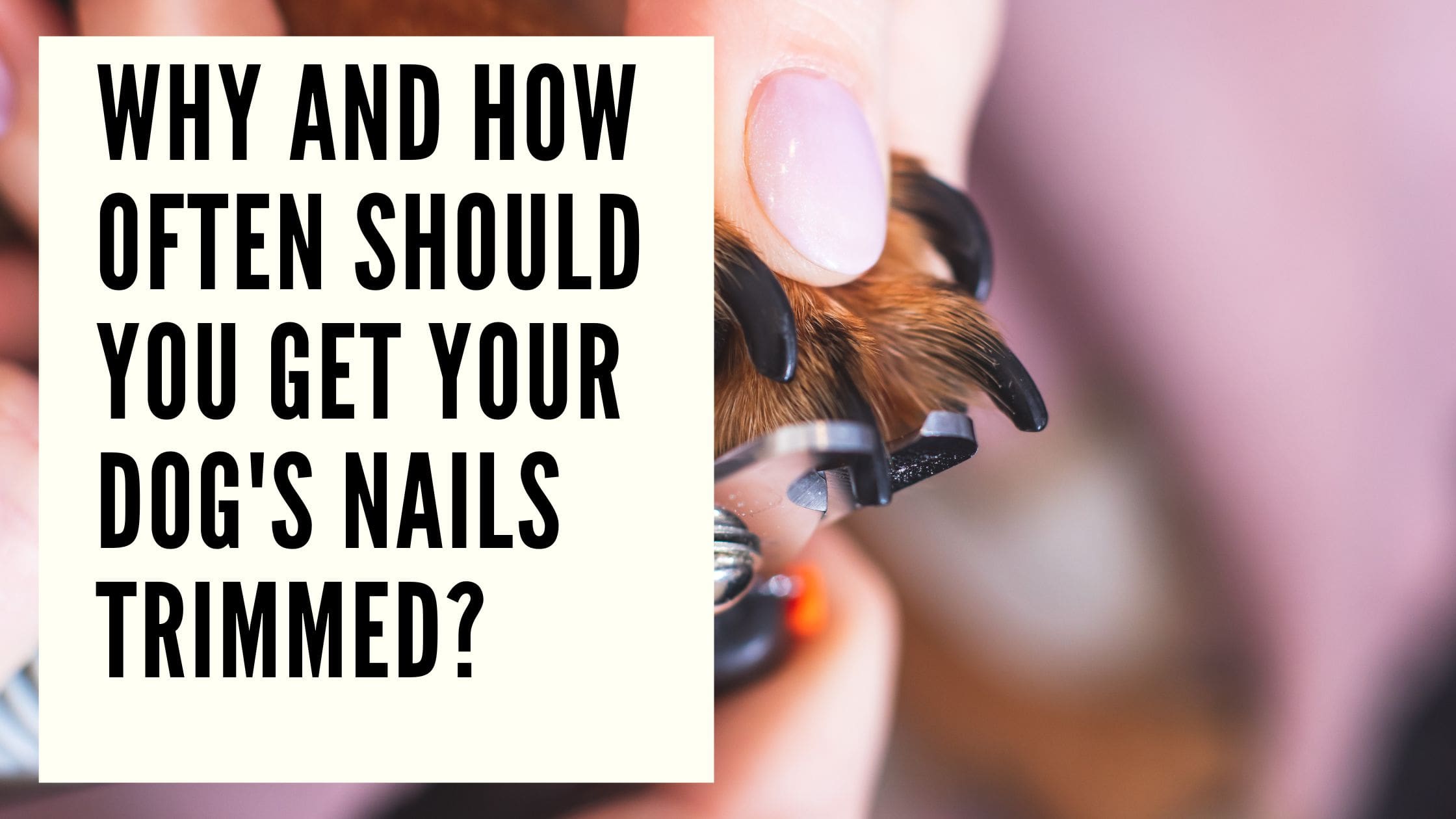 How to Cut Your Dog's Nails at Home? - DogRook Blog - DogRook