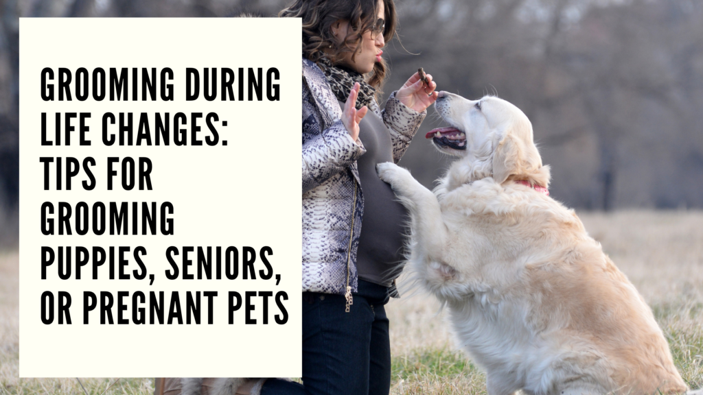 Grooming for Your Beloved Pets Puppies, Seniors, and Pregnant Fur Babies