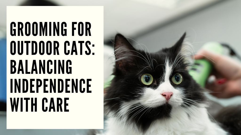 Cat Grooming For Outdoor Cats Near Me preview