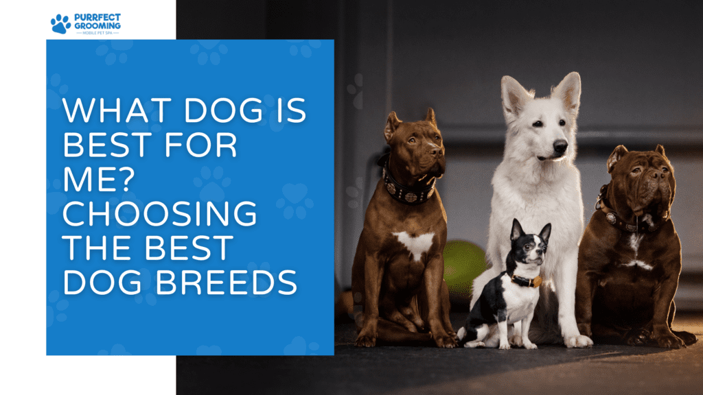 What Dog Is Best for Me?Choosing the Best Dog Breeds
