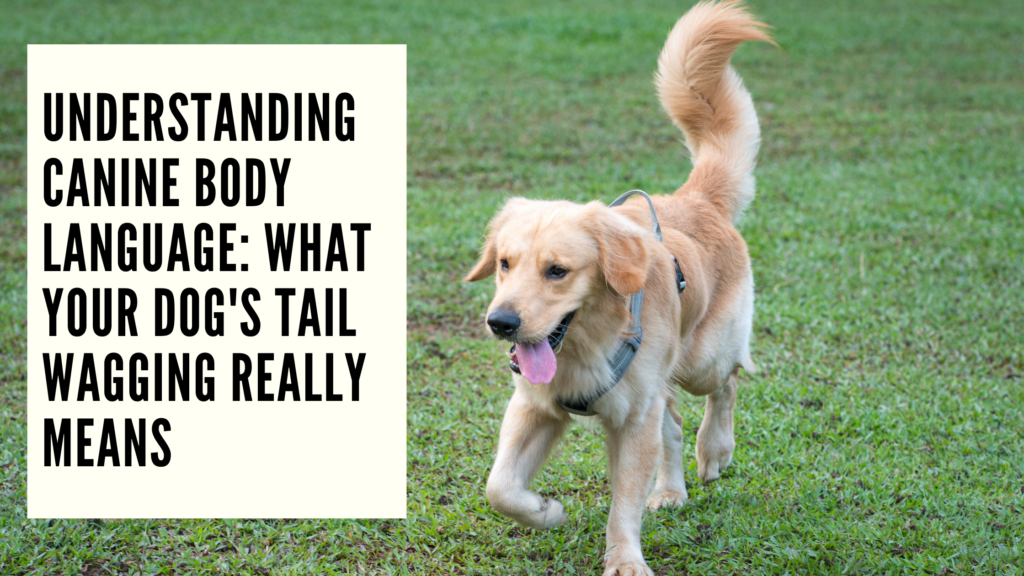 Decoding Doggie Signals The Ultimate Guide To Canine Body Language