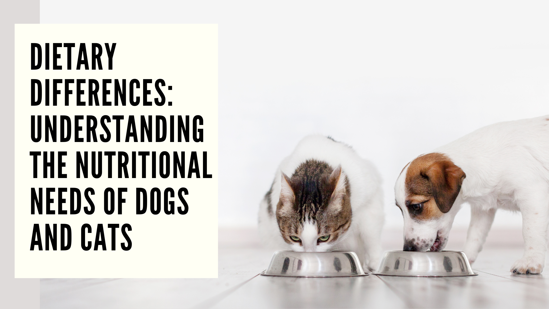 Dog vs. Cat Nutrition: Essential Dietary Differences