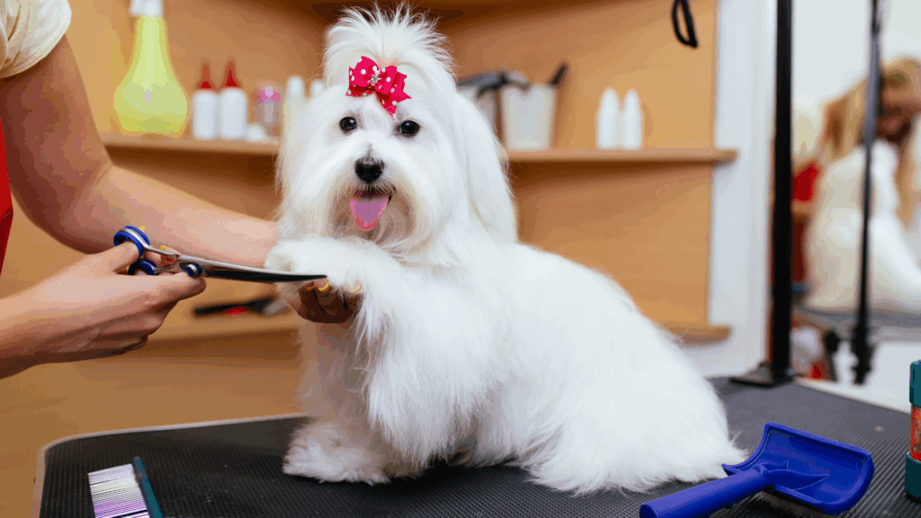 mobile pet grooming services