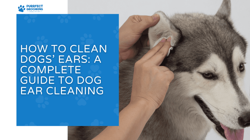 How to Clean Your Dog's Ears - Cornell University College of ... - Using Vinegar To Clean Dog Ears Safely