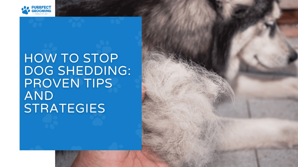 Picture of How to Stop Dog Shedding: Proven Tips and Strategies