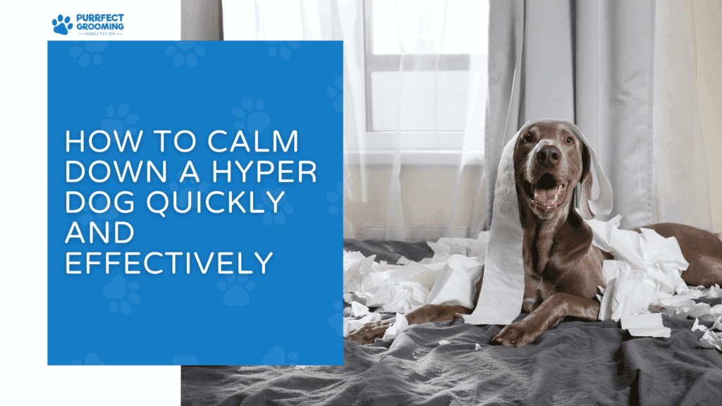 How to Calm Down a Hyper Dog Quickly and Effectively