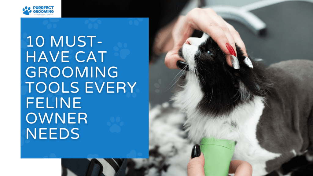 Best Mobile Dog Grooming in Indian Rk Bch | Cat & Dog Groomers Nearby