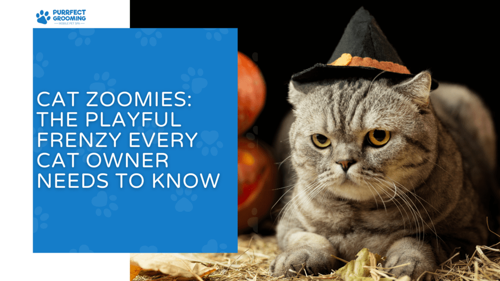 Cat Zoomies: The Playful Frenzy Every Cat Owner Needs to Know