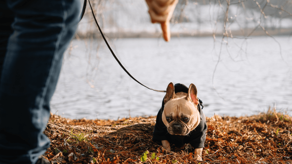 how to train a frenchie