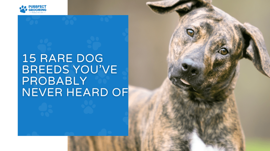 Most Rarest Dog 15 Rare Dog Breeds You’ve Probably Never Heard Of