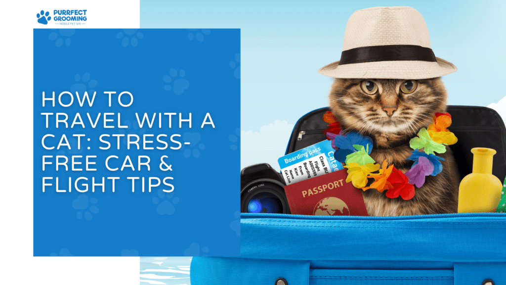 Travel Cat Computer System How to Travel with a Cat: Stress-Free Car & Flight Tips