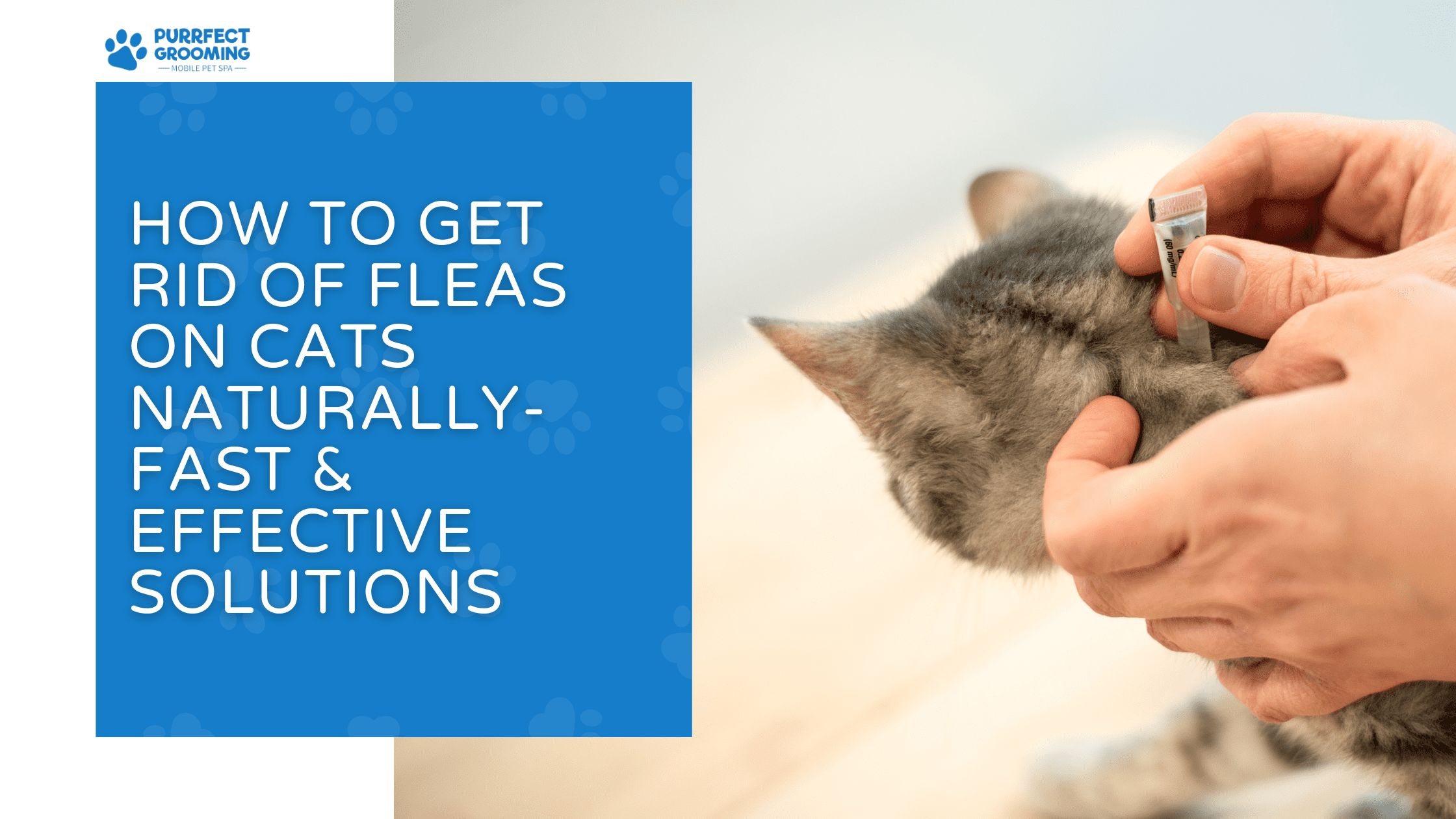 Where to Get Flea Baths for Cats - Bestie Paws Hospital